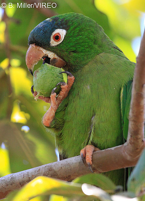 Blue-crowned Parakeet m47-15-013.jpg